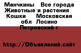 Манчкины - Все города Животные и растения » Кошки   . Московская обл.,Лосино-Петровский г.